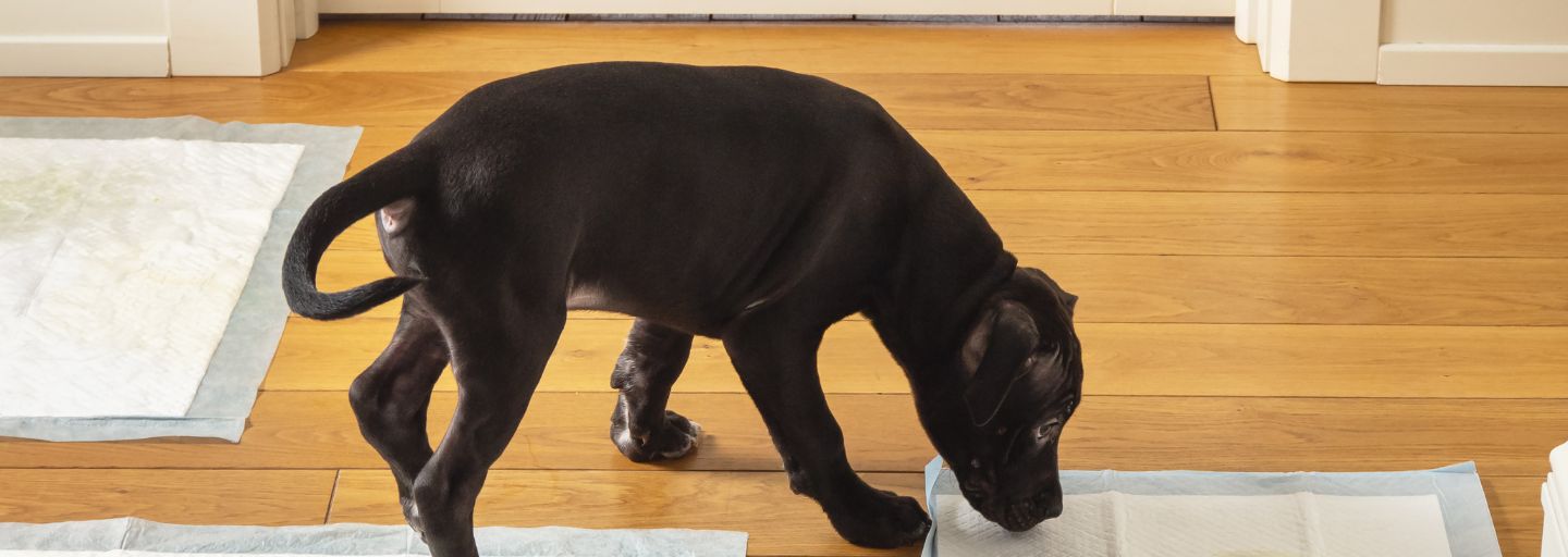 Puppy sniffing around a puppy training pee pad